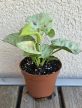 Syngonium Milk Confetti - Nyíllevél 6 cm