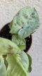 Syngonium Milk Confetti - Nyíllevél 6 cm