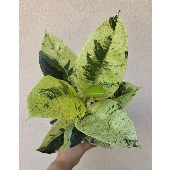 Ficus elastica 'Schrijveriana' 10 cm