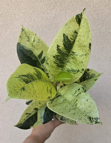 Ficus elastica 'Schrijveriana' 10 cm
