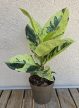 Ficus elastica 'Schrijveriana' 10 cm
