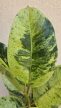 Ficus elastica 'Schrijveriana' 10 cm