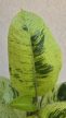 Ficus elastica 'Schrijveriana' 10 cm