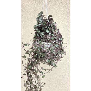 Ceropegia Woodii Silver Glory - Ámpolna gyertyavirág 14 cm