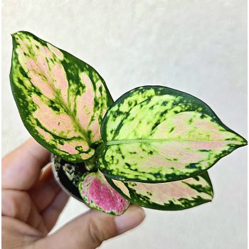 Aglaonema Red Valentine - Rákvirág 6 cm