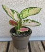 Aglaonema Red Valentine - Rákvirág 6 cm