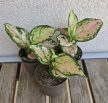 Aglaonema Red Valentine - Rákvirág 6 cm