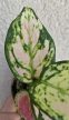 Aglaonema Red Valentine - Rákvirág 6 cm