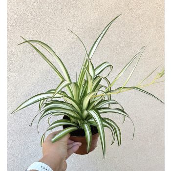 Chlorophytum variegata - Csokrosinda 12 cm