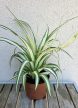 Chlorophytum variegata - Csokrosinda 12 cm