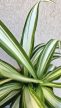 Chlorophytum variegata - Csokrosinda 12 cm