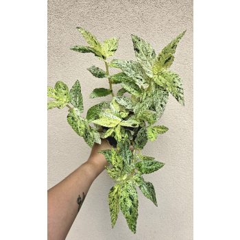 Pellionia repens Variegata 12 cm
