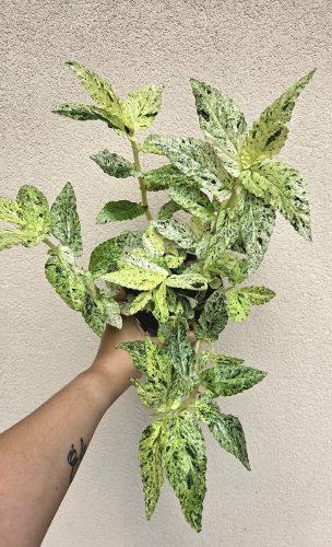 Pellionia repens Variegata 12 cm