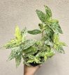 Pellionia repens Variegata 12 cm