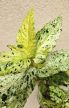 Pellionia repens Variegata 12 cm