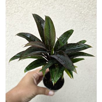 Croton Törzses 6 cm