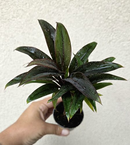 Croton Törzses 6 cm