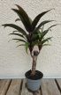 Croton Törzses 6 cm