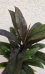 Croton Törzses 6 cm