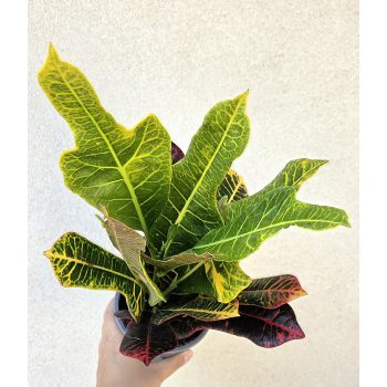 Croton Codiaeum Excellent 12 cm