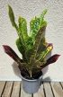 Croton Codiaeum Excellent 12 cm