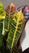 Croton Codiaeum Excellent 12 cm