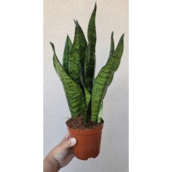 Sansevieria Zejlanica
