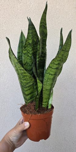 Sansevieria Zejlanica