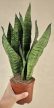 Sansevieria Zejlanica