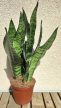 Sansevieria Zejlanica