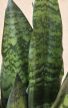 Sansevieria Zejlanica