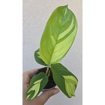 Ctenanthe Golden Mosaic