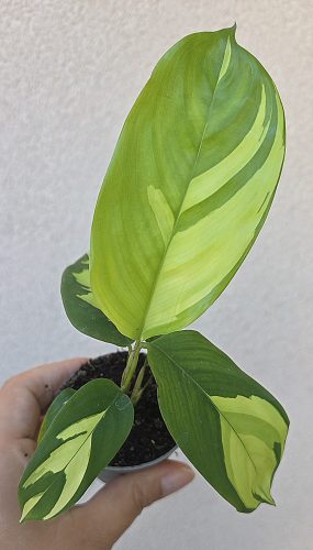 Ctenanthe Golden Mosaic