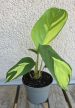 Ctenanthe Golden Mosaic