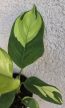 Ctenanthe Golden Mosaic