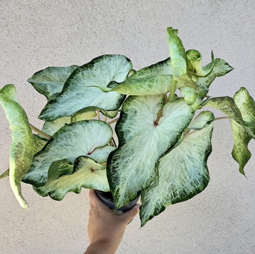 Caladium White Wonder