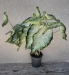 Caladium White Wonder