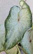 Caladium White Wonder