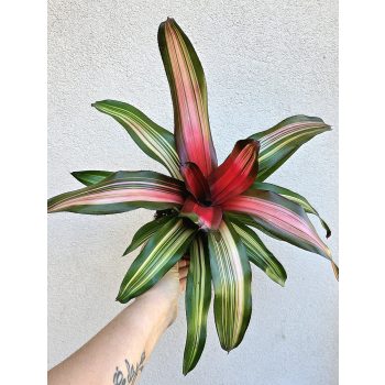 Neoregelia carolinae ‘Fancy’ - Bromélia 12 cm