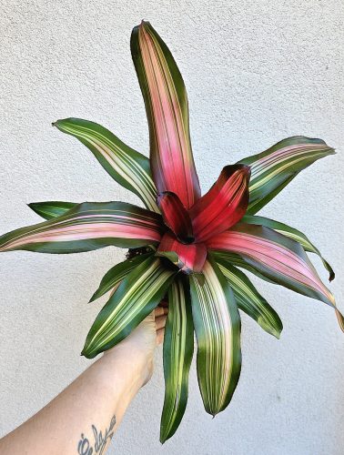 Neoregelia carolinae ‘Fancy’ - Bromélia 12 cm