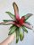 Neoregelia carolinae ‘Fancy’ - Bromélia 12 cm