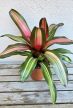 Neoregelia carolinae ‘Fancy’ - Bromélia 12 cm