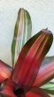 Neoregelia carolinae ‘Fancy’ - Bromélia 12 cm