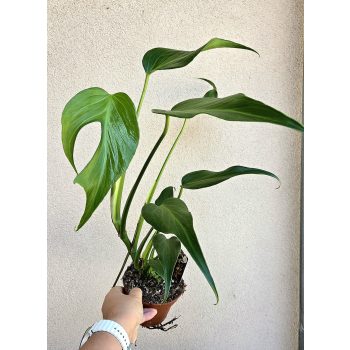 Monstera Burle Marx 'Flame' 12 cm