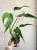 Monstera Burle Marx 'Flame' 12 cm