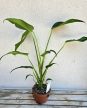 Monstera Burle Marx 'Flame' 12 cm