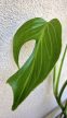 Monstera Burle Marx 'Flame' 12 cm