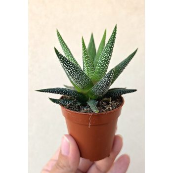 Haworthia - Szemölcsliliom 5.5 cm