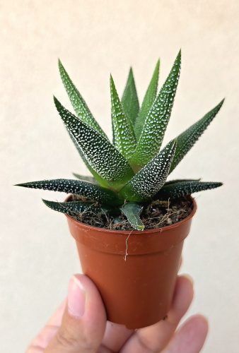 Haworthia - Szemölcsliliom 5.5 cm