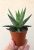 Haworthia - Szemölcsliliom 5.5 cm